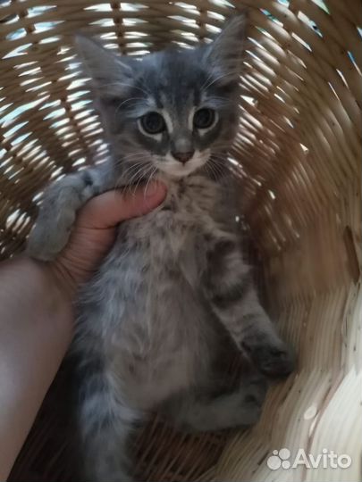 Котята 2 месяца