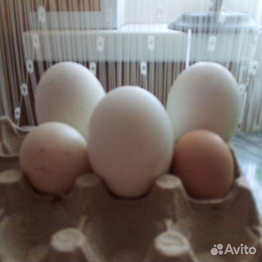 Домашние куриные яйца