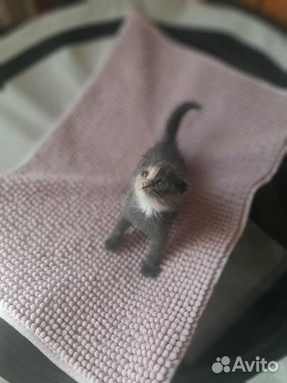 Которебёнок