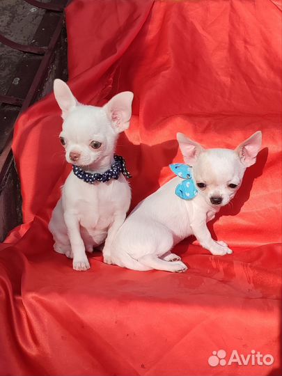 Мини мини мальчики