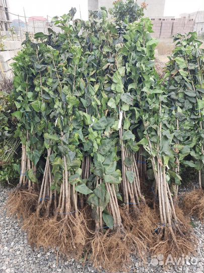 Сирень привитая