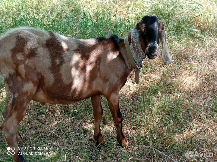 Нуб козел,дойнная камори, нубо камори% козлята