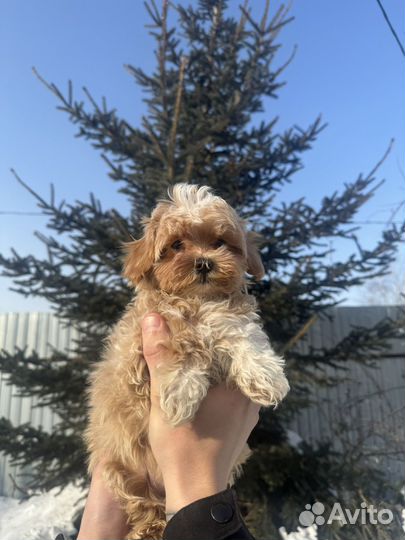 Мальтипу f1 mini