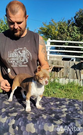 Чихуахуа мальчик