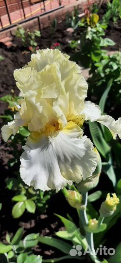 Ирисы бородатые сортовые