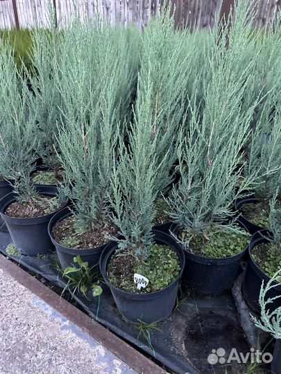 Можжевельник скальный Скайрокет