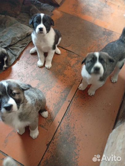Продам щенков сао.д.р 24.01.2025