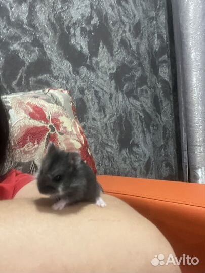 Хомяк кемпбелла