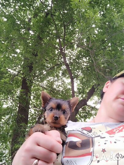 Йоркширские терьеры. доставка из Челябинска