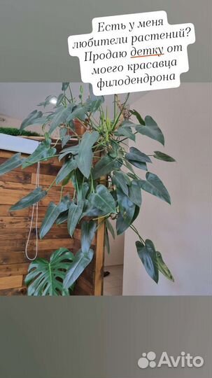 Филодендрон краснеющий