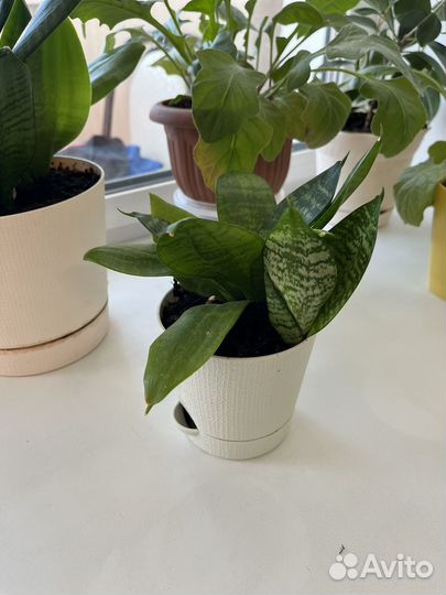 Цветок сансевиерия, 2 отростка