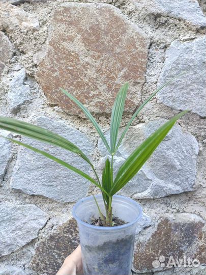 Пальма трахикарпус форчуна (веерная)