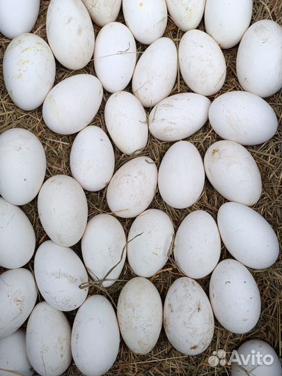 Гусиное инкубационное яйцо