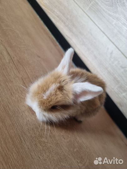 Декоративные кролики вислоухие