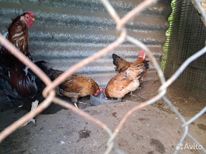 Куры молодки несушки