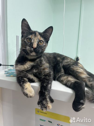 Котенок 5 месяцев