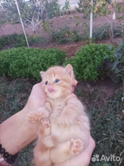 Котята мальчики