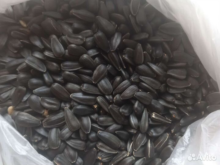 Корм для домашних птиц