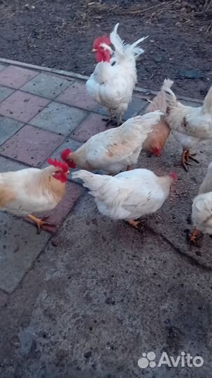 Петухи