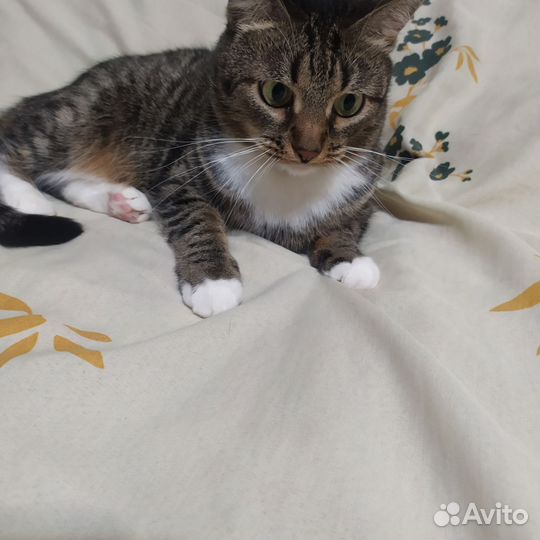Кошка в добрые руки