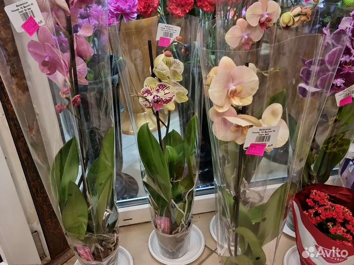 Орхидея фаленопсис