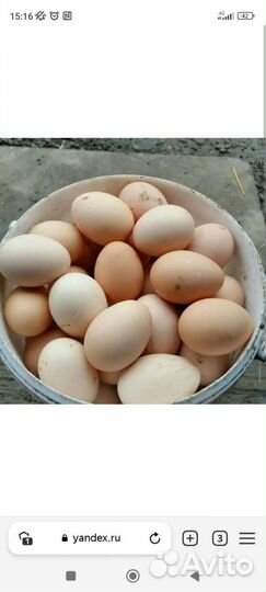 Домашние куриные яйца