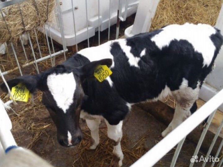 Бычки и телята