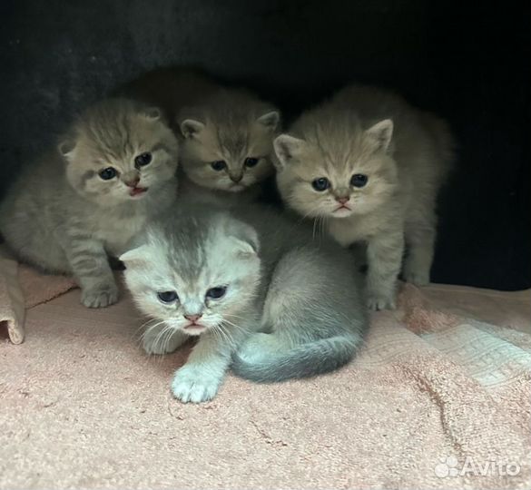 Шотландская