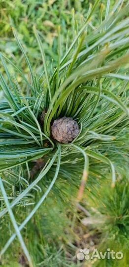 Кедр в подарок (любимым)