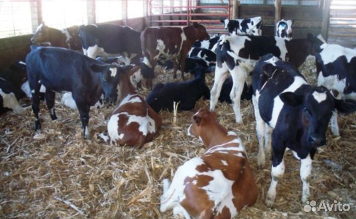 Бычки Абердин и лимузин помесь