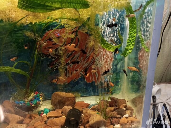 Аквариумные рыбки