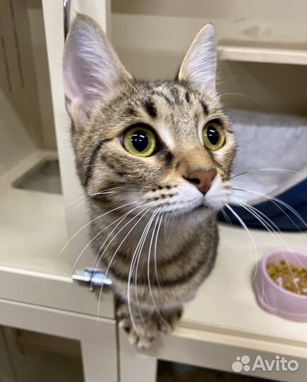 Спасите Магги