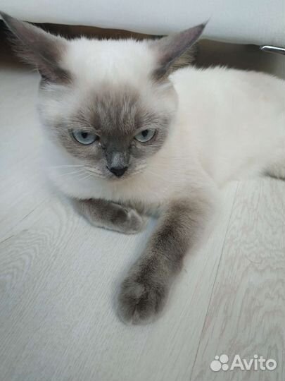Кошка тайская вязка