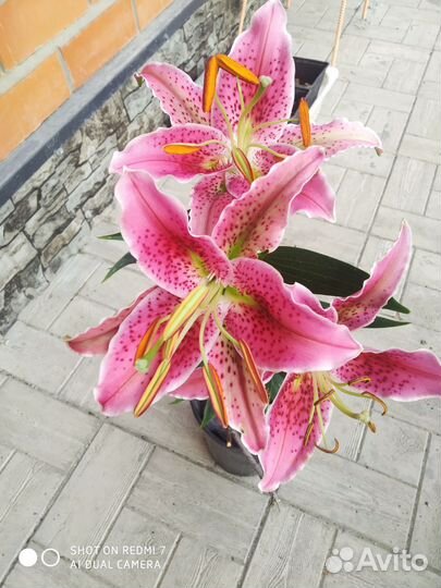 Лилия Гомера