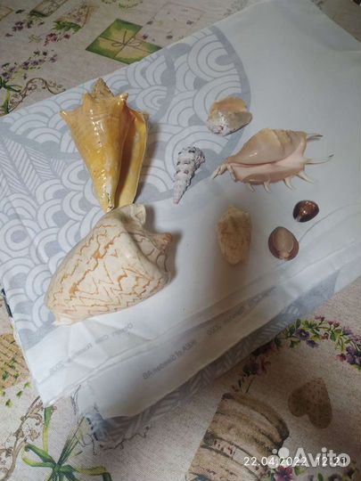 Морские ракушки раковины