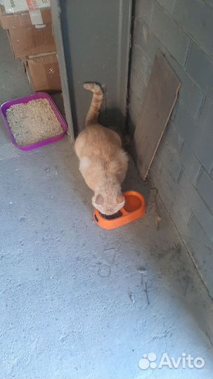 Котик в добрые руки
