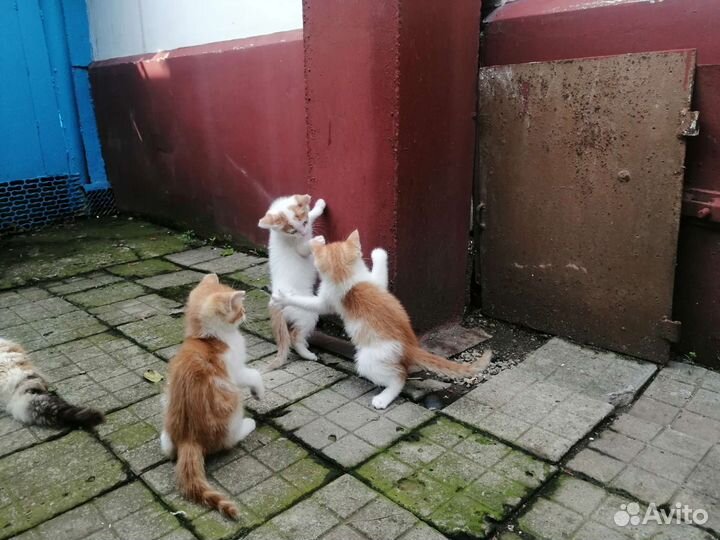 Маленькое счастье в подарок