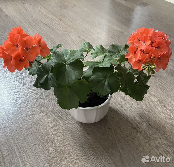 Герань (пеларгония)