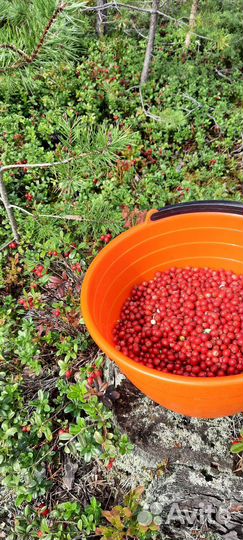 Ягода Брусника перебранная чистая