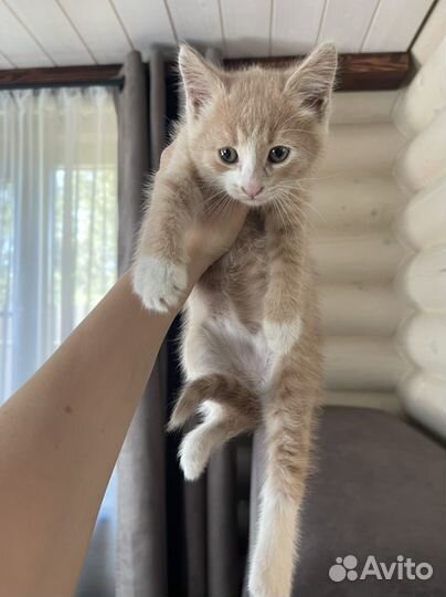 Рыжий котенок в дар