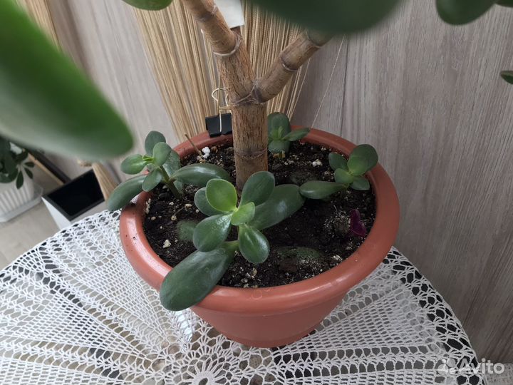 Толстянка фикус