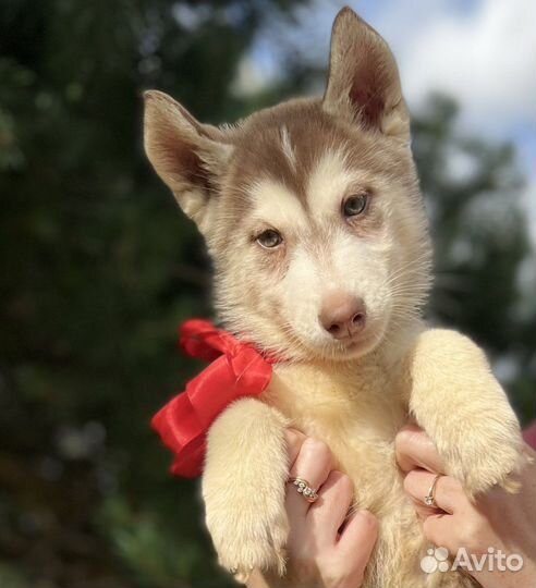 Щенки сибирской хаски, девочка 2,5 мес