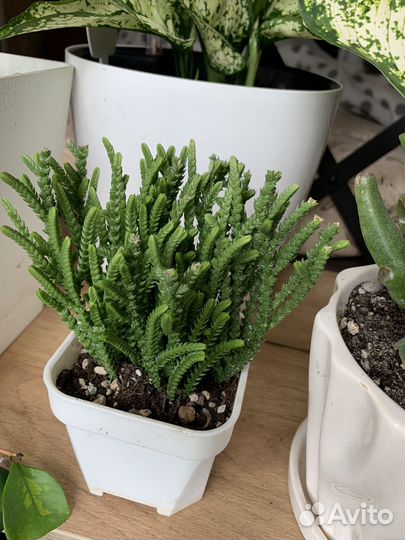 Суккуленты