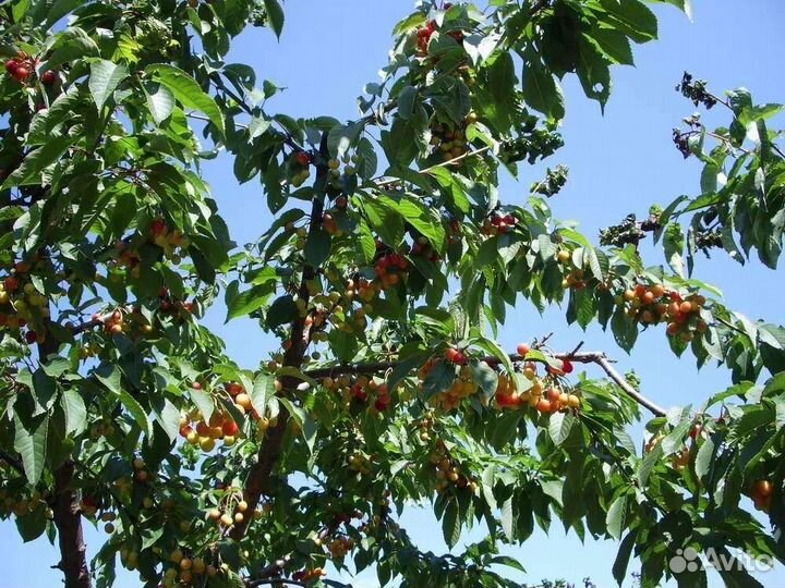 Черешня Овстуженка, саженцы