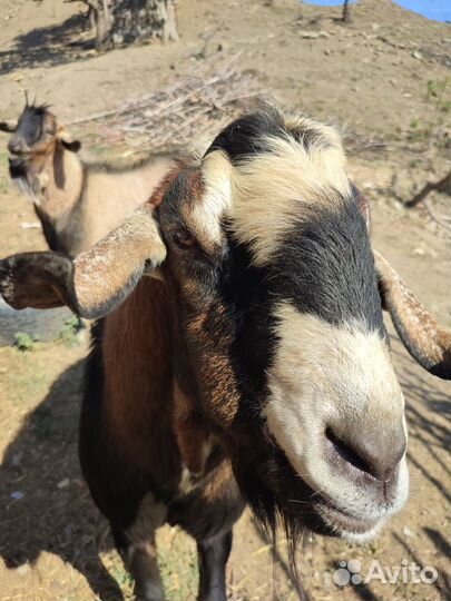 Нубийский Козел-производитель