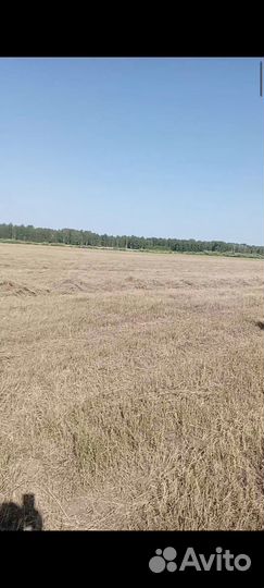 Сено, рулоны по 300 кг. свежий укос 24 г