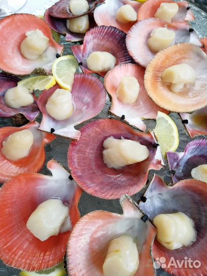 Морской гребешок