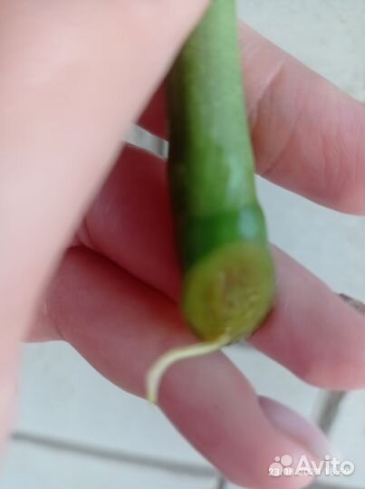 Монстера и диффенбахия