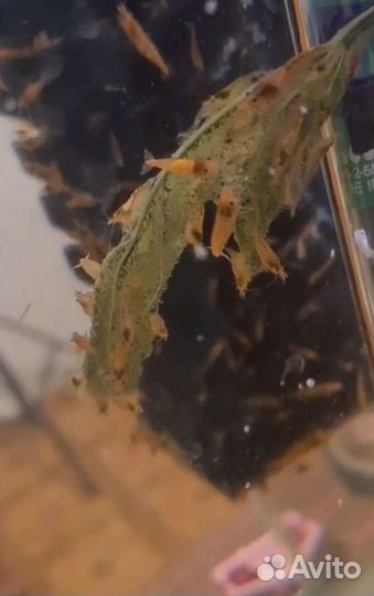 Креветки,анциструс-Самка,листья миндаля,гуппи