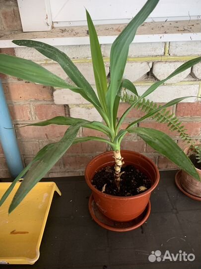 Продам комнатные цветы